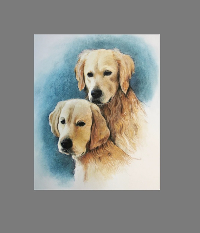 Golden Retreevers