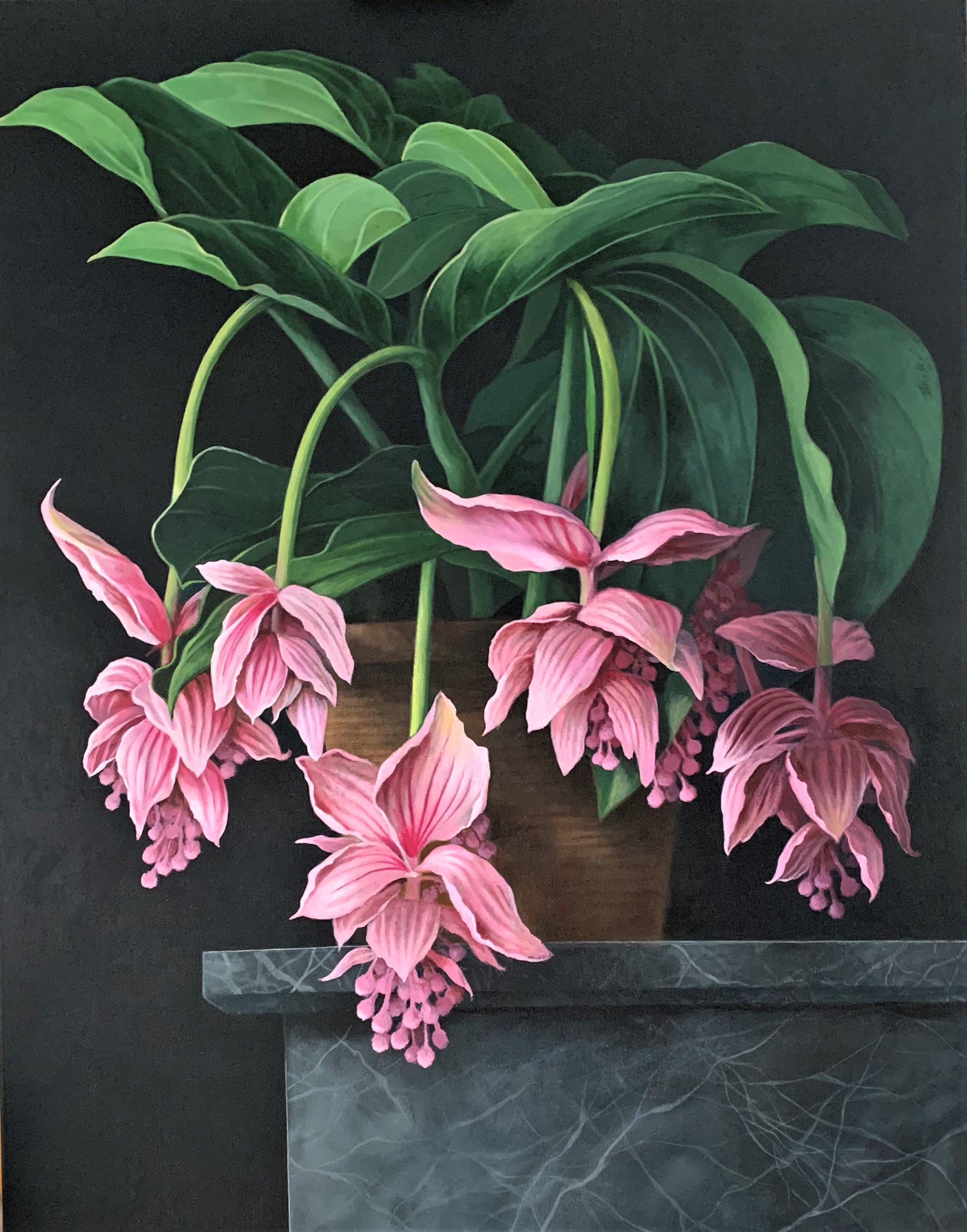 Stilleven Medinilla op marmer